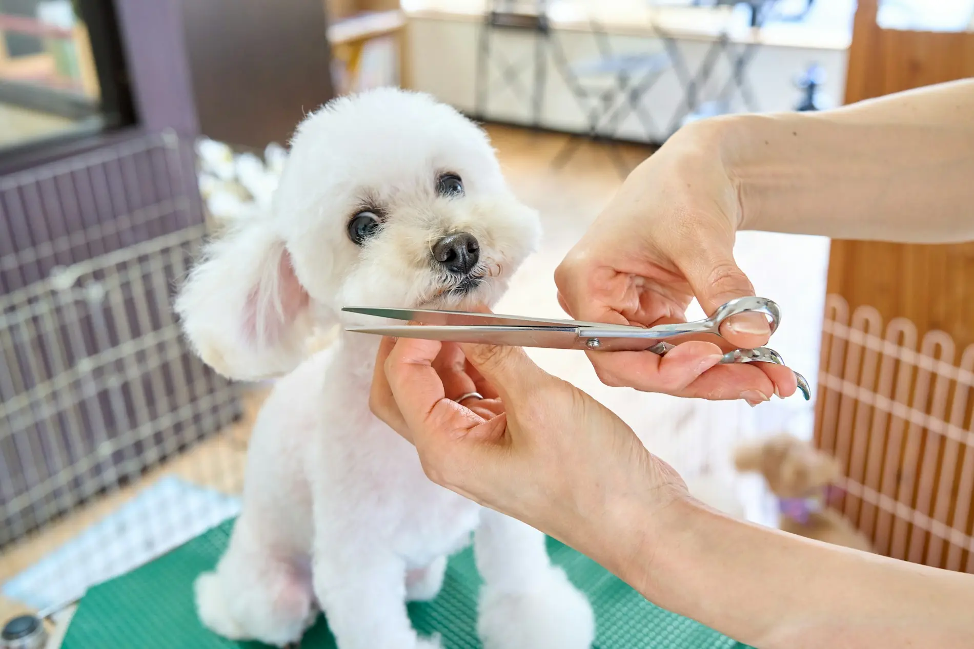 A small white poodle mix sitting calmly while a groomer trims around its face with scissors