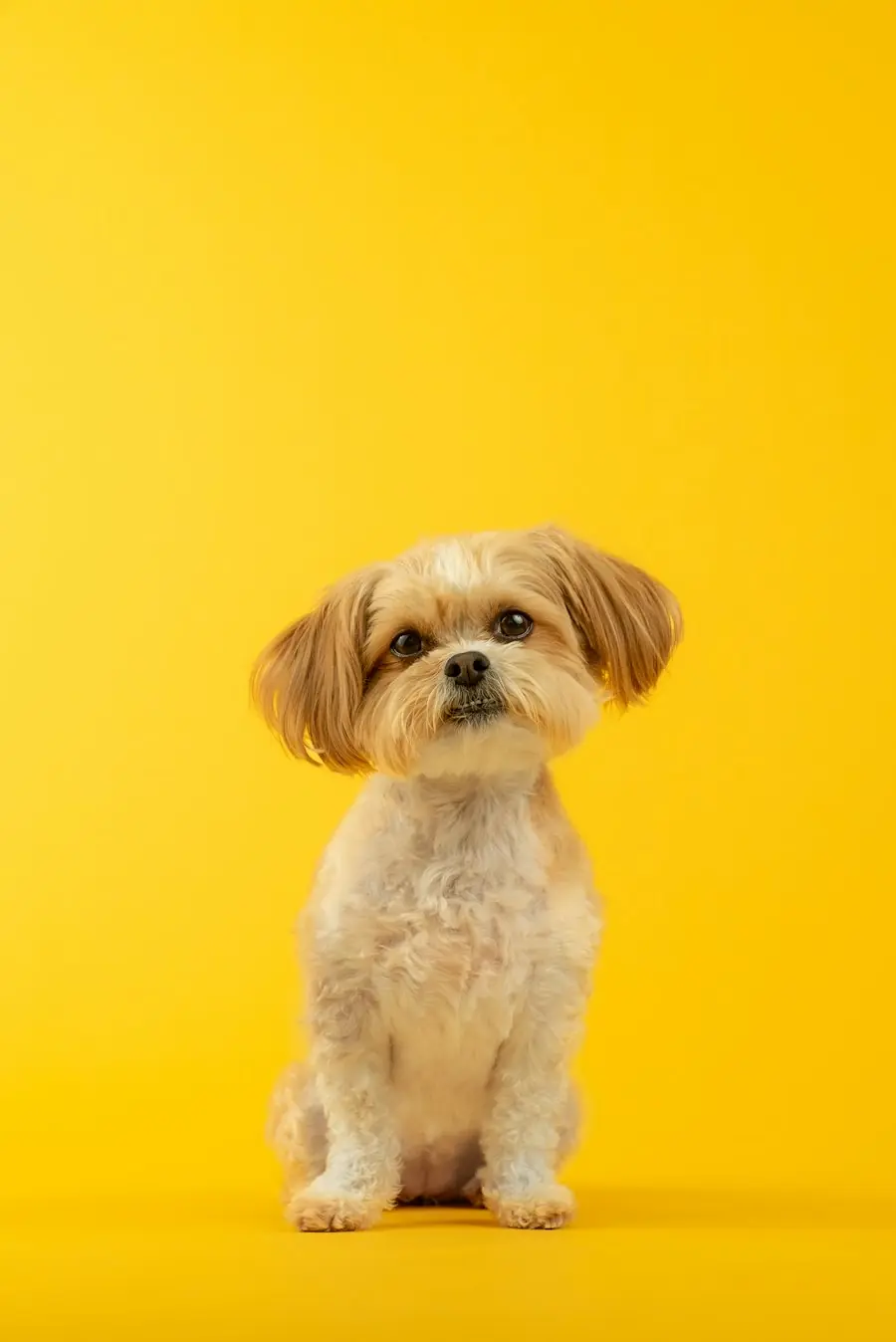 A small tan and white dog sitting on a yellow backdrop