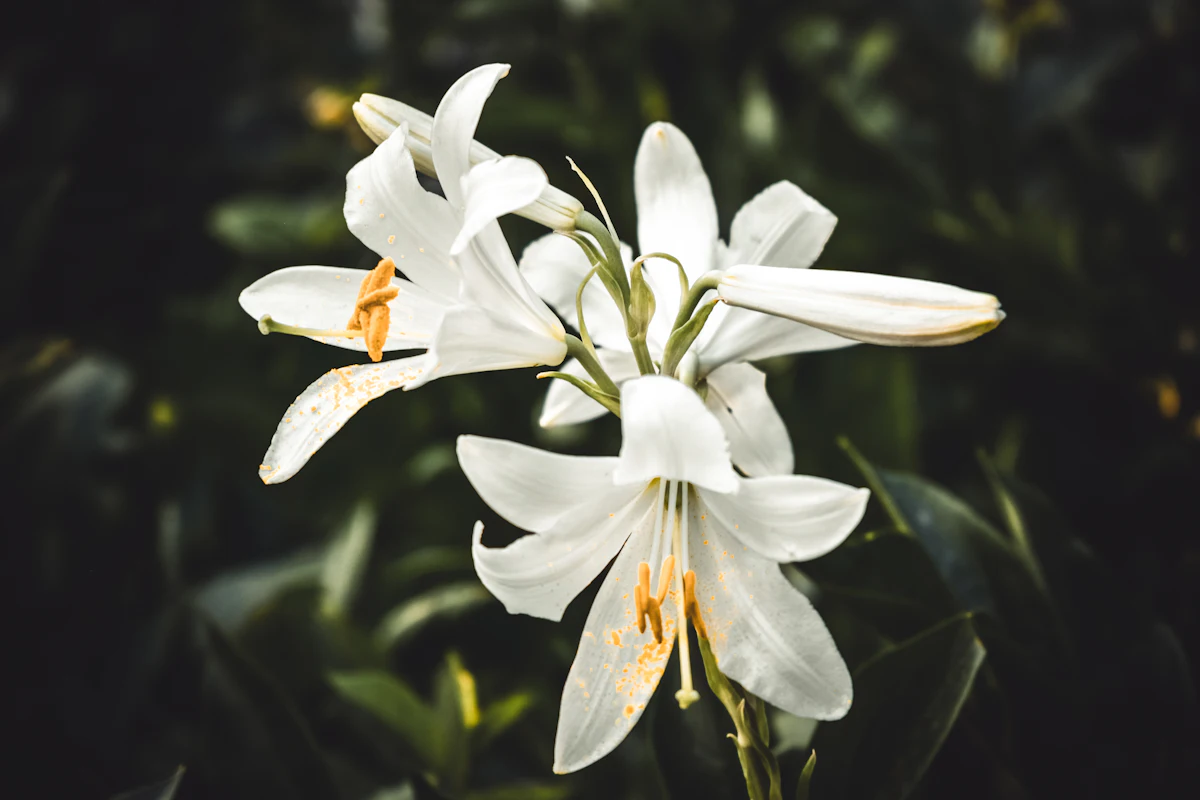 White lilies glowing against a dark garden background