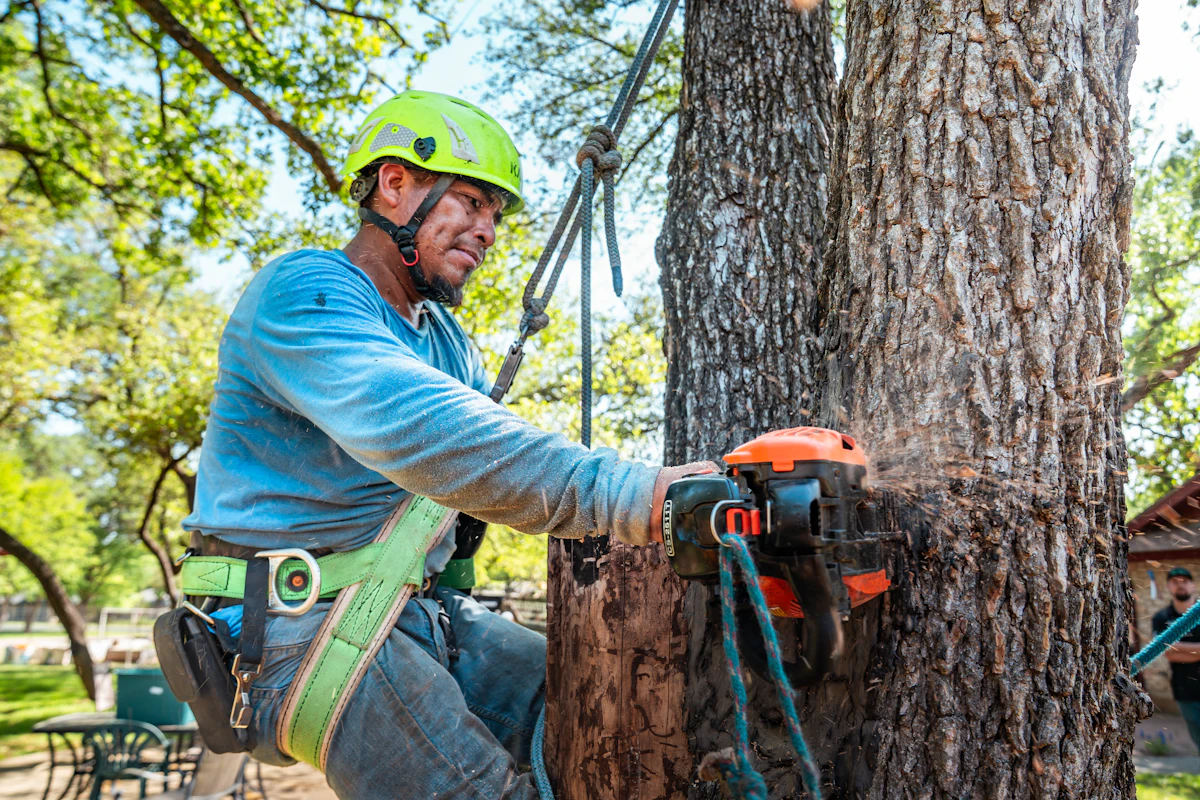 Arborist cutting a large tree section with a chainsaw