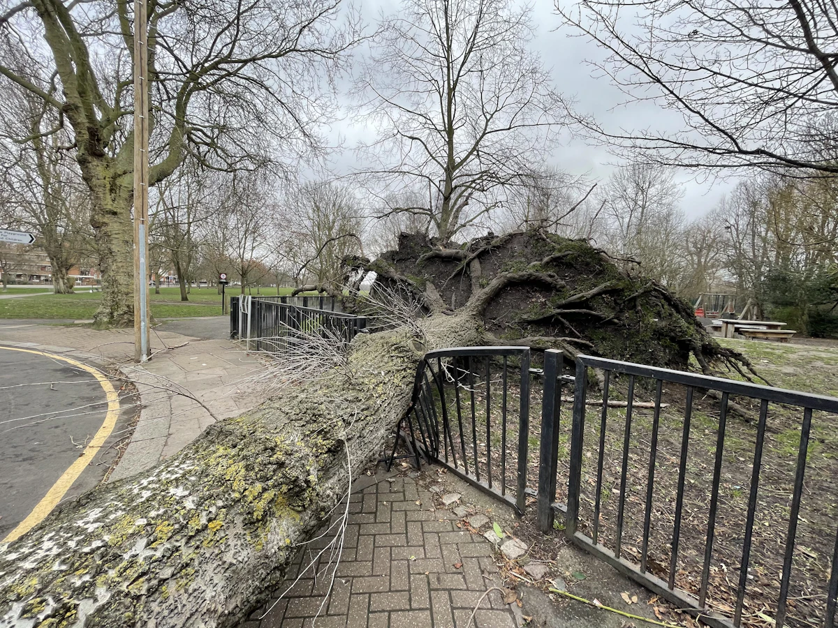 Fallen tree crushing a metal fence beside a sidewalk