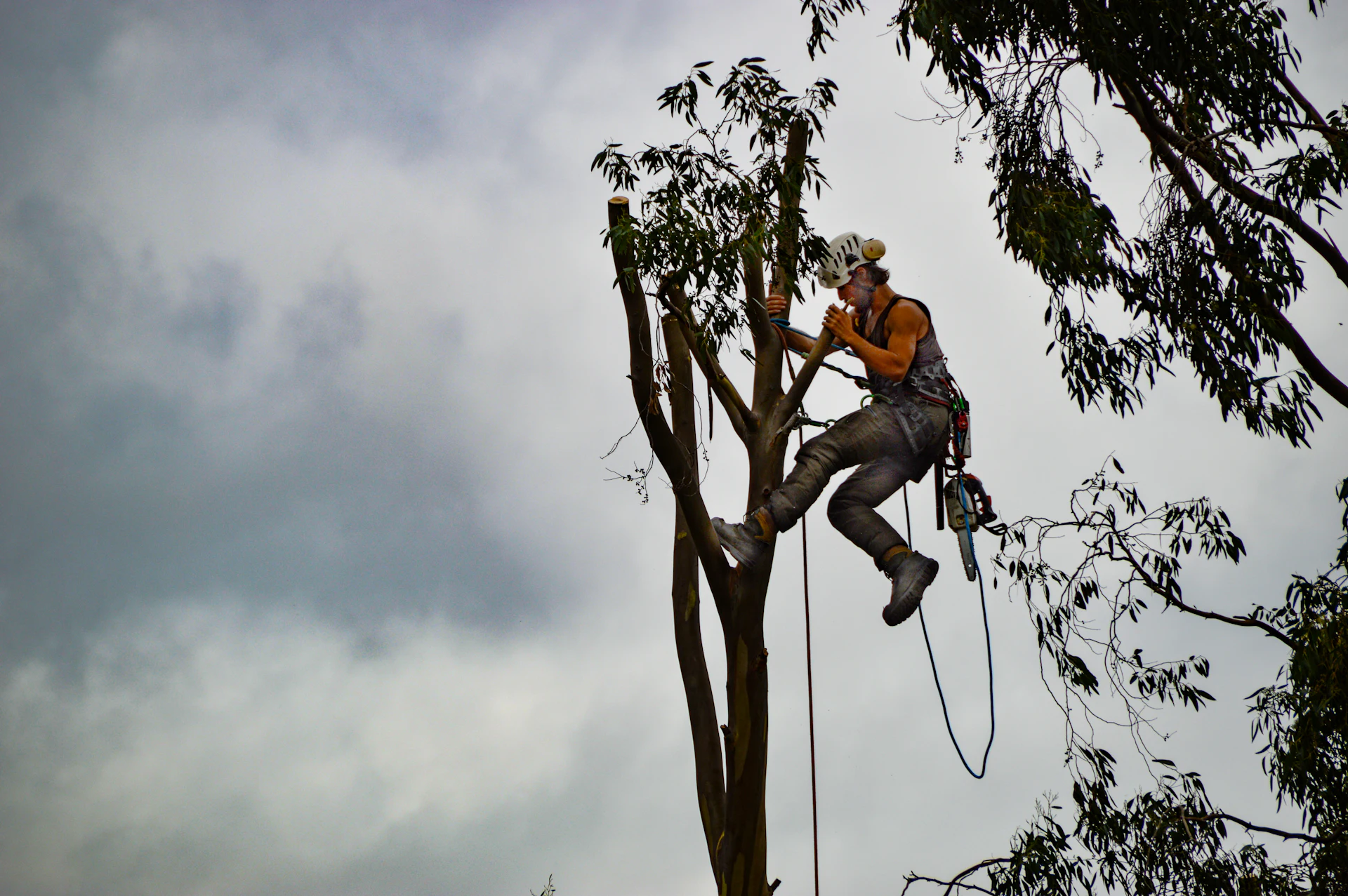 Arborist roped high in a tall tree against a cloudy sky