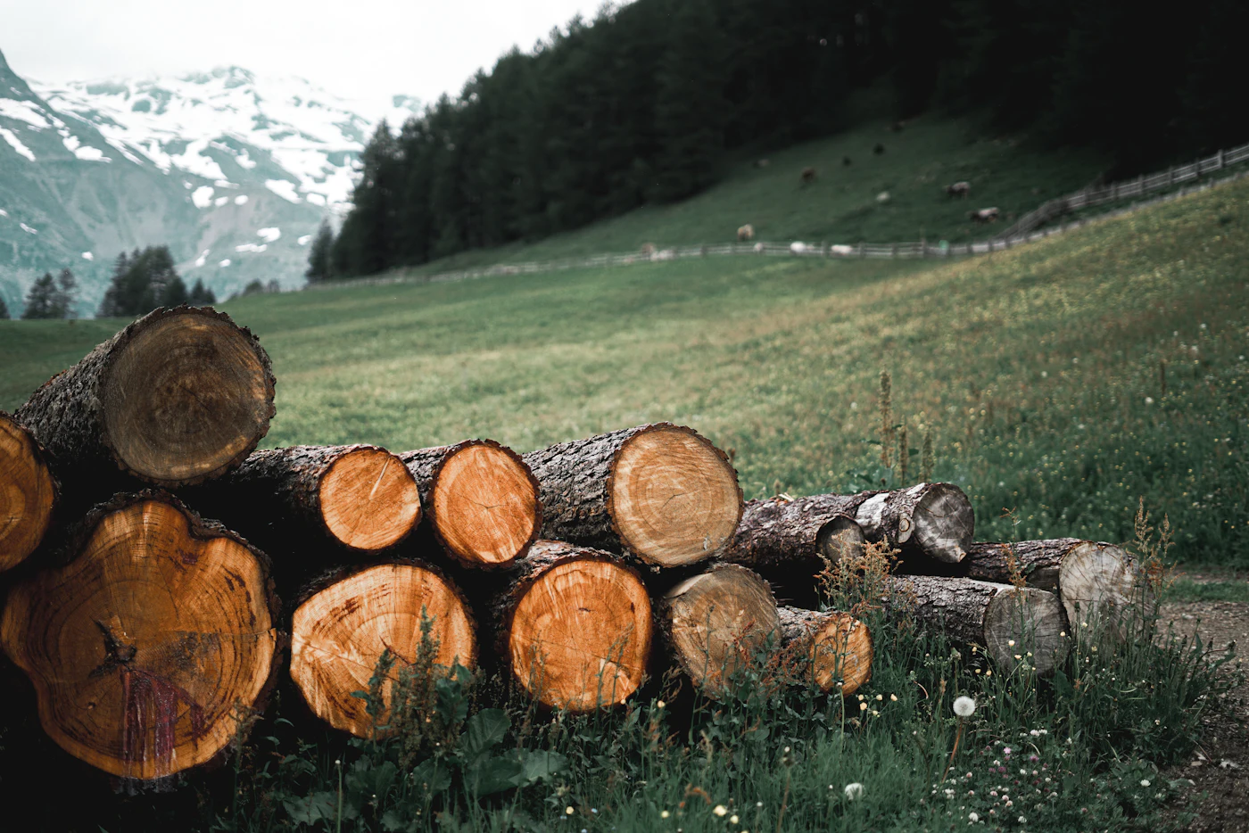 Neatly stacked cut logs on a grassy field