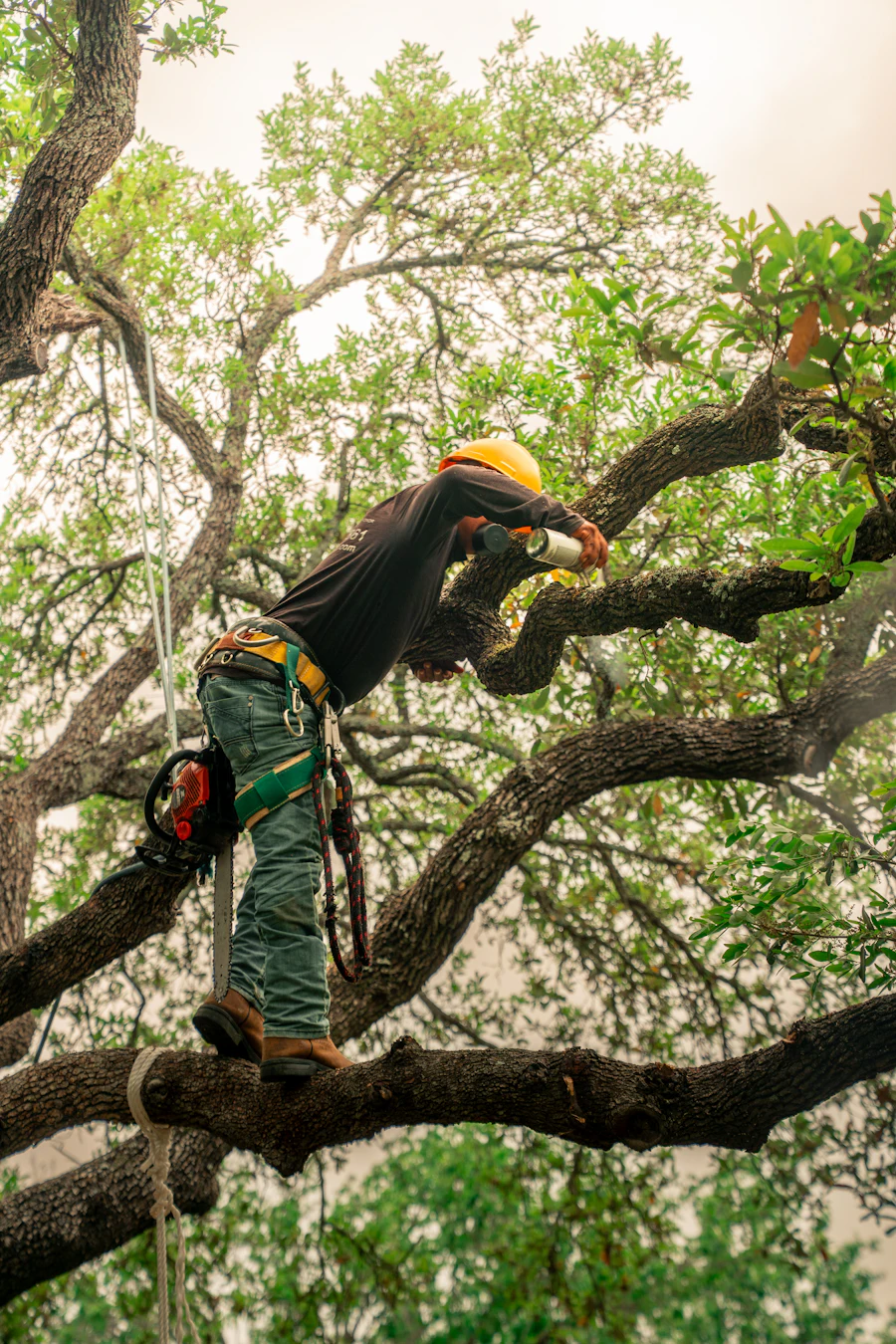 Arborist pruning branches high in an oak tree
