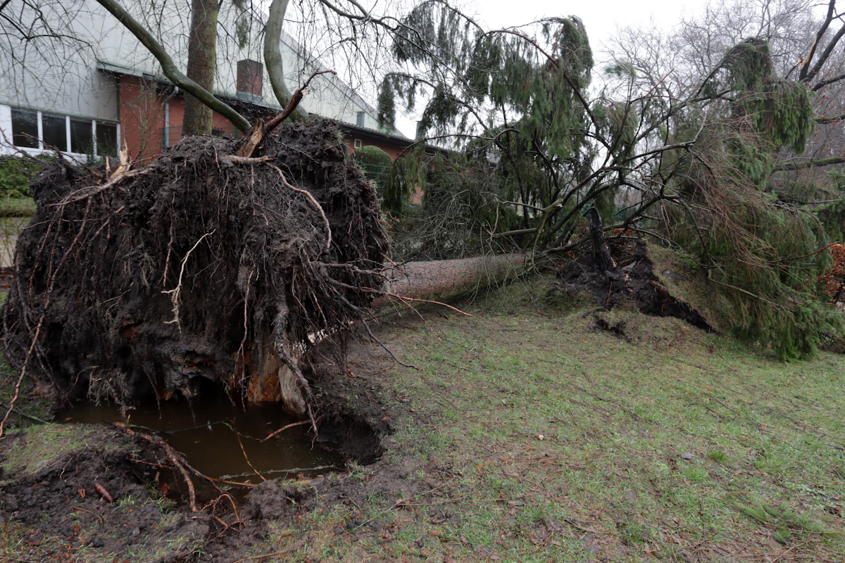 Large uprooted tree lying across a lawn after a storm