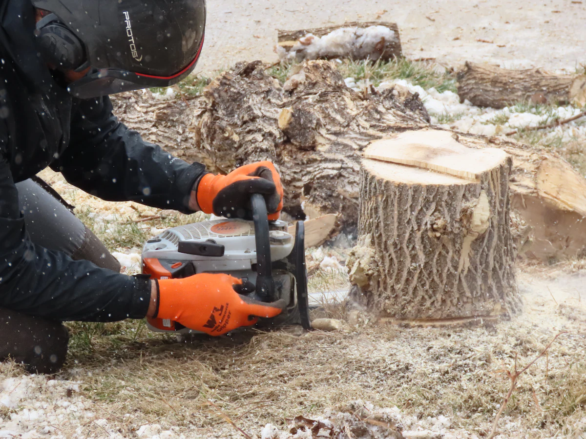 Worker cutting a tree stump close to the ground