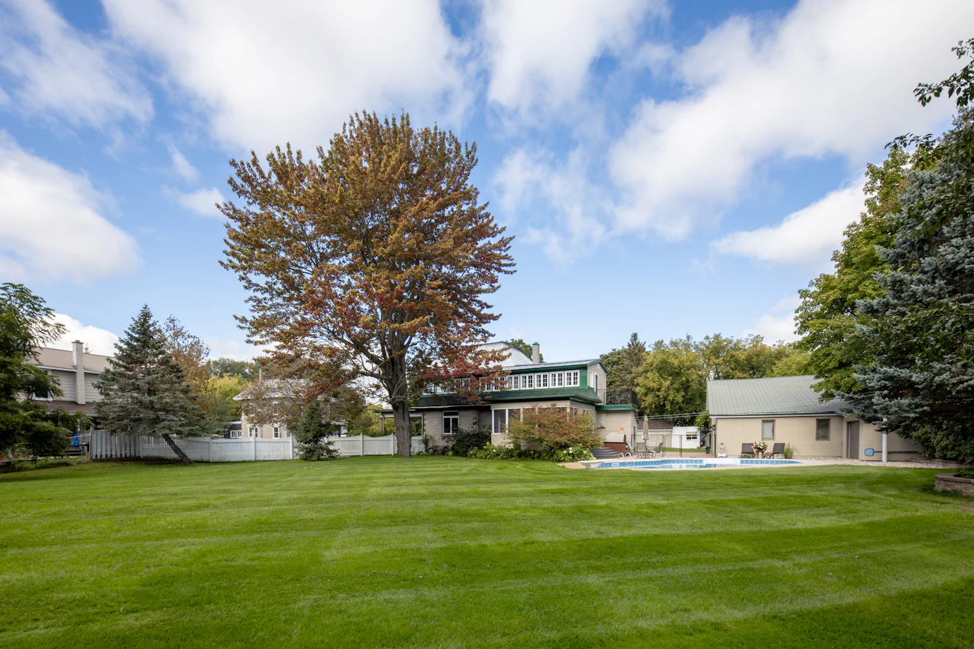 Healthy mature shade tree in a manicured backyard
