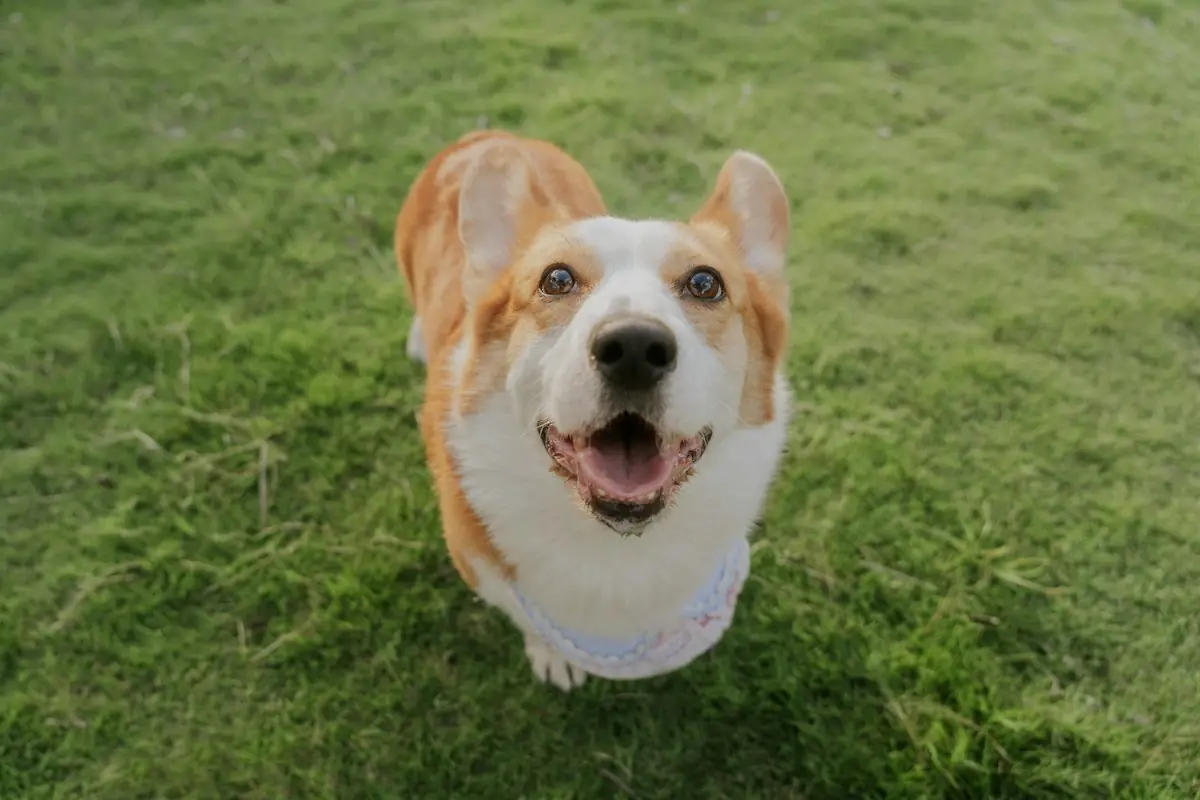 A corgi looking up from the grass with its tongue out