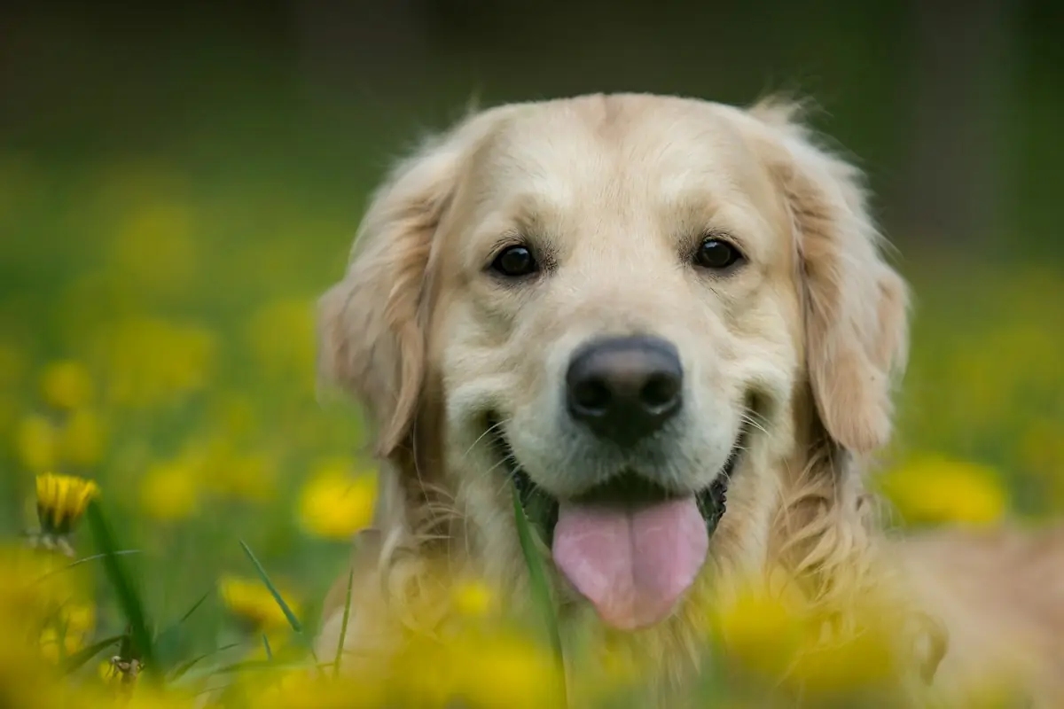 A golden retriever smiling in a field of yellow flowers