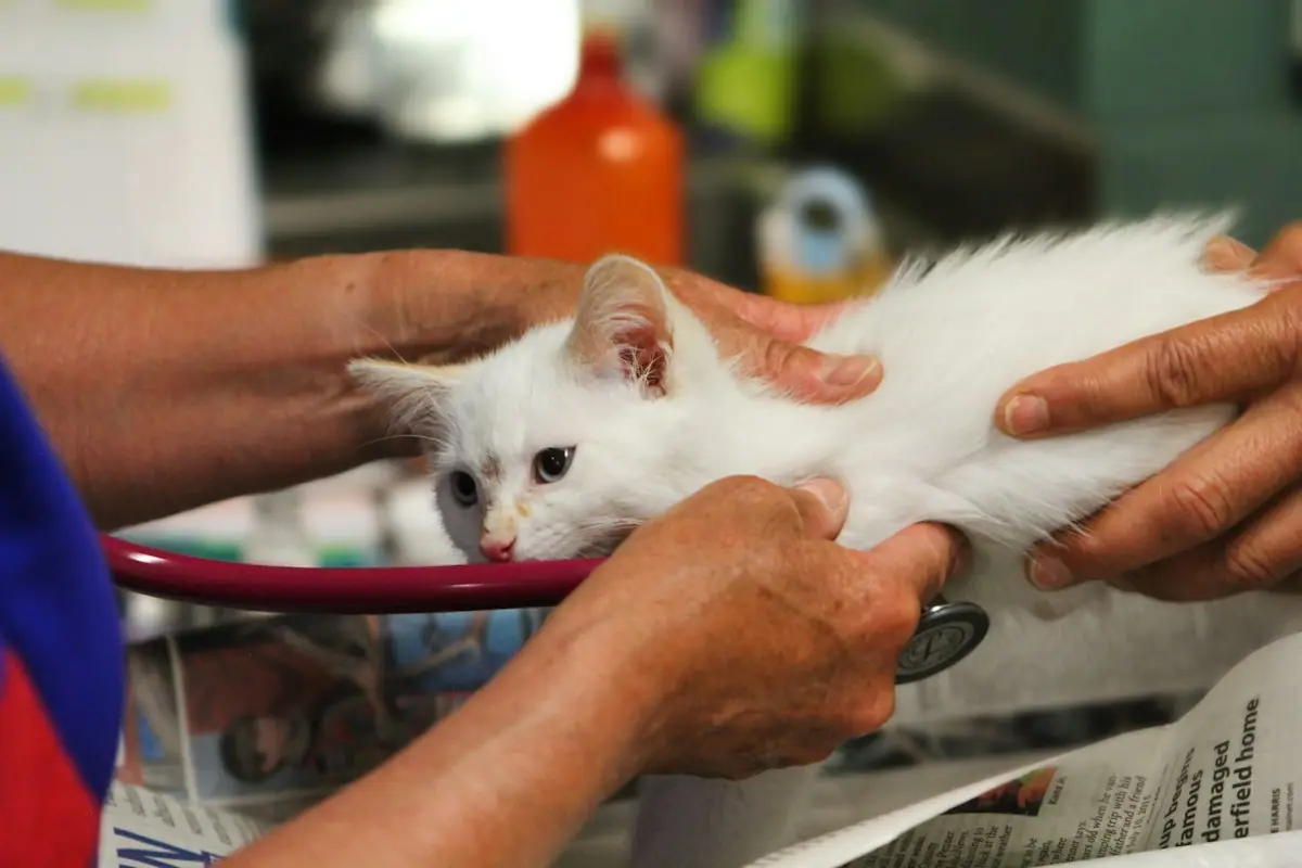 A white kitten being gently examined with a stethoscope